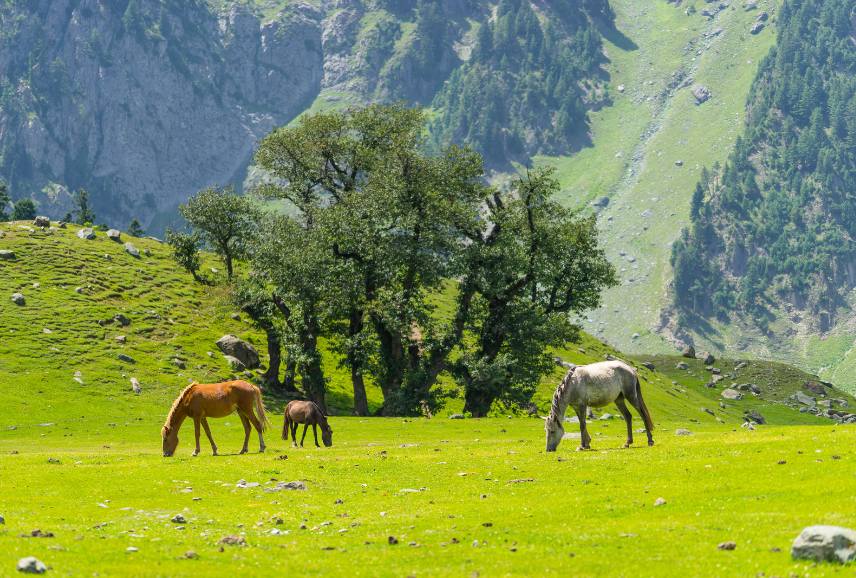 Kashmir Sonamarg Tour